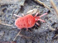 : Trombidium sp.; Velvet Mite