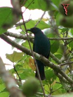 Asian Fairy-bluebird(Irena puella)