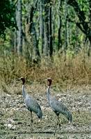 Sarus cranes