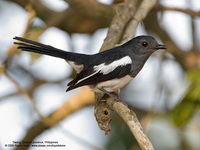 Oriental Magpie-Robin (Female) Scientific name - Copsychus saularis