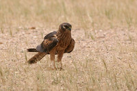Montagu Harrier