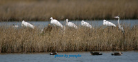 저어새(Black-faced Spoonbill)