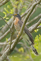 Cuculus sparverioides - Large Hawk Cuckoo