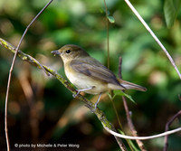 Narcissus Flycatcher » Ficedula narcissina