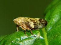 Philaenus spumarius - Meadow Froghopper