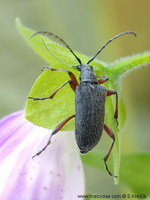 Evodinus clathratus var. nigritus