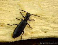 Tillus elongatus