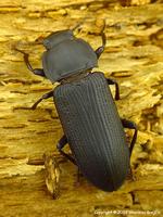 Tenebrio opacus