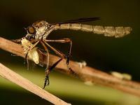 Leptogaster cylindrica