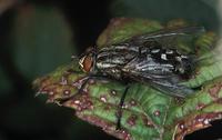 Sarcophaga carnaria