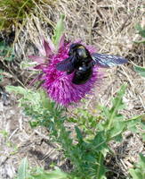 Xylocopa valga