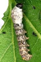 Bombyx mori - Domestic Silkmoth