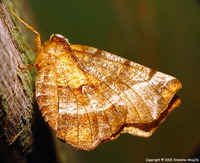 Selenia dentaria - Early Thorn