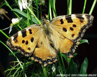 Nymphalis polychloros - Large Tortoiseshell