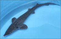 Siberian Sturgeon