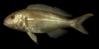 Nemipterus hexodon, Ornate threadfin bream: fisheries
