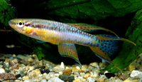 Aphyosemion bivittatum, Twostripe lyretail: aquarium