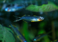 Pseudomugil furcatus, Forktail rainbowfish: aquarium