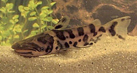 Ageneiosus marmoratus, Bottlenose catfish: aquarium