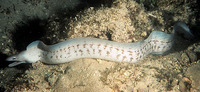 Gymnothorax nubilus, Grey moray: