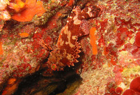 Scorpaena loppei, Cadenat's rockfish: