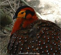 Blyth's Tragopan Tragopan blythii