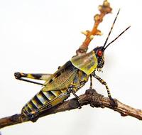 Zonocerus elegans
