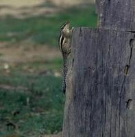 Image of: Funambulus (palm squirrels)