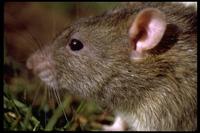 Image of: Rattus norvegicus (brown rat)