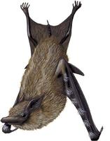 Image of: Rhynchonycteris naso (proboscis bat)
