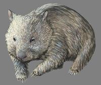 Image of: Vombatus ursinus (coarse-haired wombat)