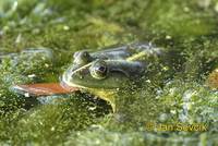 Euphlyctis hexadactylus - Indian Five-fingered Frog