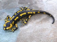 Salamandra salamandra terrestris