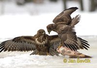 Buteo buteo - Buzzard