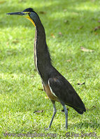 Tigrisoma mexicanum - Bare-throated Tiger-Heron