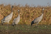 Grus grus - Crane