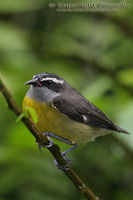 Coereba flaveola - Bananaquit