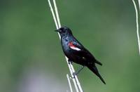 Agelaius tricolor - Tricolored Blackbird