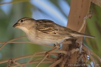 Passer hispaniolensis - Spanish Sparrow