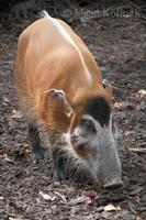 Potamochoerus porcus - Red River Hog