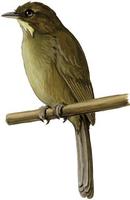 Image of: Andropadus latirostris (yellow-whiskered greenbul)