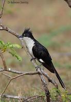 Image of: Clamator jacobinus (Jacobin cuckoo)