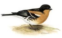 Image of: Fringilla montifringilla (brambling)