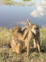 Papio cynocephalus - Yellow Baboon