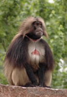 Theropithecus gelada - Gelada Baboon