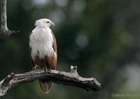 Image of: Haliastur indus (Brahminy kite)