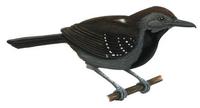 Image of: Myrmeciza atrothorax (black-throated antbird)