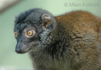 Eulemur fulvus albifrons