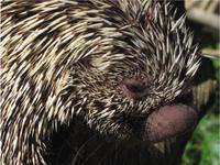 Coendou prehensilis - Brazilian Porcupine