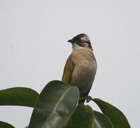 Image of: Pycnonotus sinensis (light-vented bulbul)